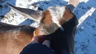 Первая роогулка козлят Новое сено