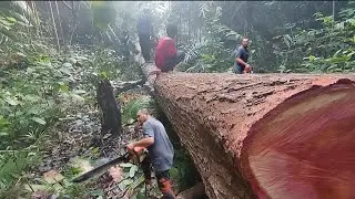 Taking down 2 Mother Tree