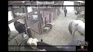 TOP 4  ATTACCHI DI CAVALLO   TOP 4 HORSE ANGRIFFE
