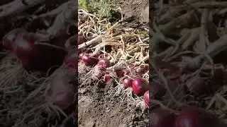 Луковый бум.