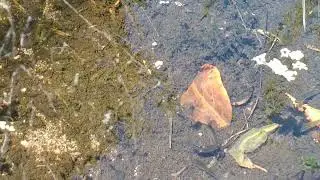 Guppies en el estanque