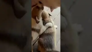 Спасли собаку и щенят из коробки