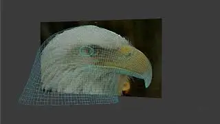 Decorah Bald Eagle Head, CG | Blender3d