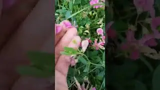 Ромашковые поля #цветы #релакс #сибирь #сеттер