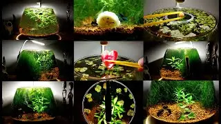Fanus series ended badly - 330 Day - Last video - Planted Fish Bowl -  NO filter, NO CO2, NO Ferts
