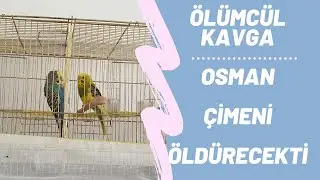 ÖLÜMCÜL KAVGA YAŞANDI  - MUHABBET KUŞU KAVGASI - EŞLER BİRBİRİNE GİRDİ