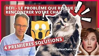 LE PROBLÈME QUE RISQUE DE RENCONTRER VOTRE CHAT. 4 PREMIÈRES SOLUTIONS