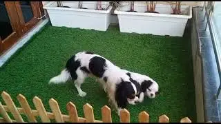 cavalier King Charles spaniel Puppies #shorts #shortvideo #dog #cute #puppy #puppies