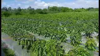 ruong ớt sừng vàng châu phi 46 ngày