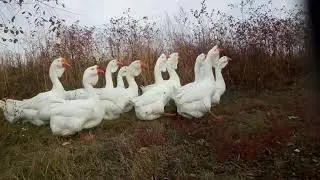 Холмогорские  гуси. 24.10.2020