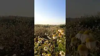 Плюсы и минусы съёмки на рассвете #съёмки #рассвет  #shorts