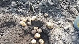 Копаем картошку !