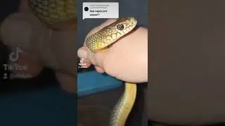 Интересный вопрос: змея какает через рот?!!!!🤣