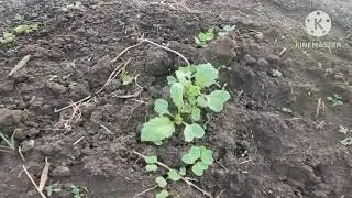 Живу  одна в деревне с детьми. Работаю как трактор.
