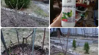 Апрель Срочные дела в саду. Первая обработка сада.Обрезка гортензий. Ближайшие Планы.