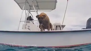 Mit diesem HUND wirst du garantiert Spaß haben!