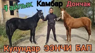 кулундар КАМБАРДАН 😱22 октября 2021 г.