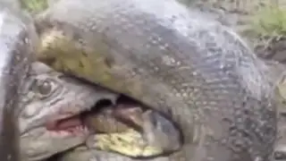 Snak Vs Crocodile