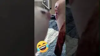 Они устроят 🔥 #блоптоп #прикол #юмор