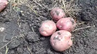 урожай картофеля посаженого разным способом