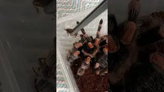 THIS TARANTULA IS STARTING TO BE HEALTHY AND ACTIVE AGAIN!