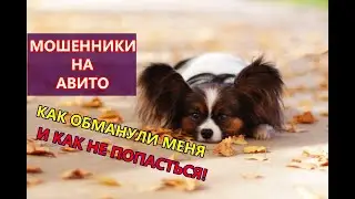 Мена обманули на АВИТО. Мошенник кинул на деньги. Как избежать обмана