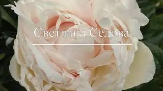 Пионы отечественной селекции и стран СНГ. Сорта. Часть 3.