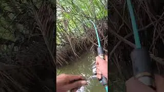 Di sini Ternyata Kaum Iwak Bersembunyi 😆 #mancingmania #fishingvideos
