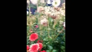 Цветение в полную силу осенью ...#подпишись #дача #образование #flowers