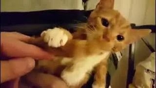 Cat CAty