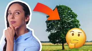 Co mówi: TYPOWE DRZEWO