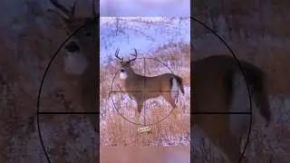 When They Fall In Sight! (Where To Aim on Deer) 