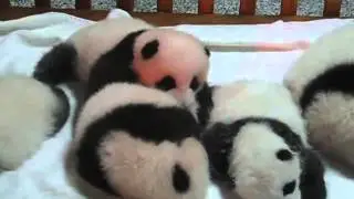 Baby Panda Crawling In A Crib   Chengdu Pandas Research Center