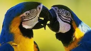 How to Kiss with Your Tongue - How to Kiss with Tongue Detailed Guide