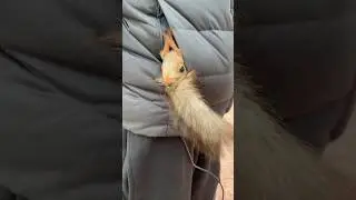 Белка всегда в тепле 😎 