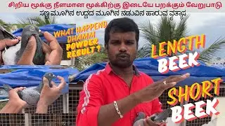 flying diffrence between small nose length nose || சிறிய மூக்கு ||  #pura #pigeon #best #petsworld