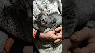 Буся 🐈 котенок милый 