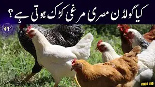 Golden Misri murghi kurak hoti hy ya nahi? Organic desi eggs free ain hasil karain | PAK FARM