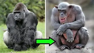 14 Bald Animals You Won't Recognize Without Hair