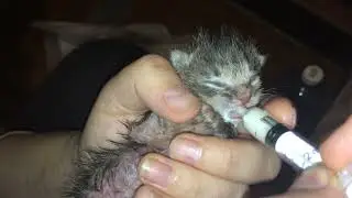 КОТЯТ ВЫКИНУЛИ НА МУСОРКУ