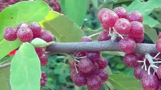 Что это за чудо ягоды?
