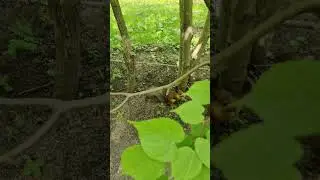 Петергоф. Белочка.