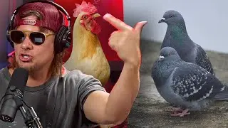 Theo on Pigeons