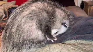 Possum affection