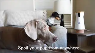 Camera Made for Dogs: Introducing the Furbo Dog Camera