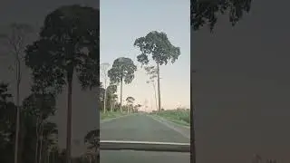 VIAGEM PELA AMAZÔNIA, ESTADO DO PARÁ (URUARÁ)
