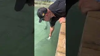 HAND FEEDING GIANT TARPON *GONE WRONG* 