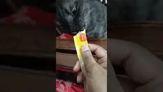 If your Cat is not Eating Food. Then Try This || #shortvideo #catfacts #cathacks #fyp #foryou #treat