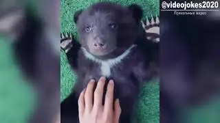 Прикольные видео приколы 2021