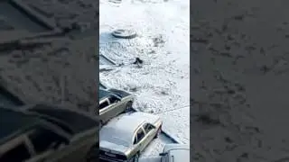 собака дворник
